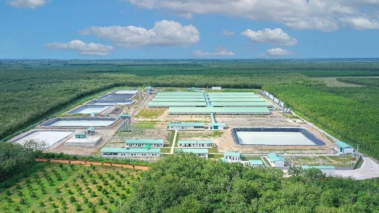 生猪价格持续下跌，为什么越南农业渔业发展局（BAF Vietnam）仍在加速投资养猪场？